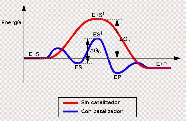 enzimas como reporteros bioquimicos del procesamiento de alimentos